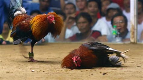 i-sabong.ph