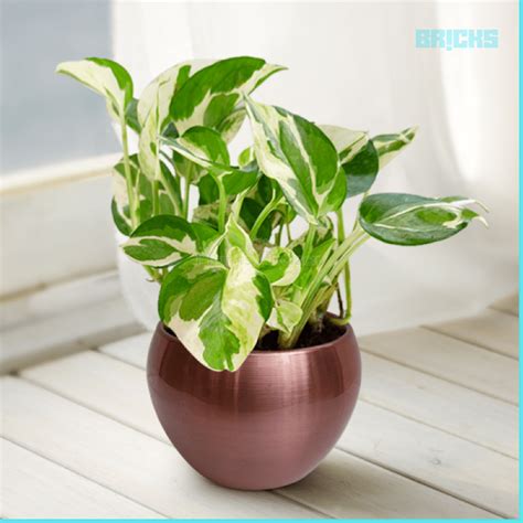 moneyplant777